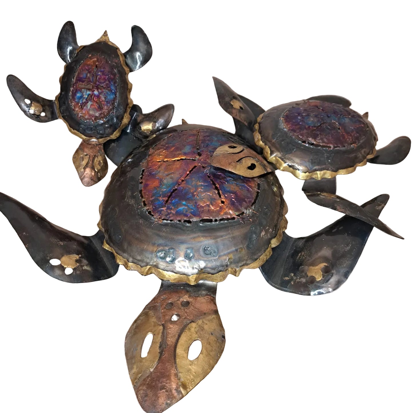 Cassiopea Gallery Tortugas Tornasol