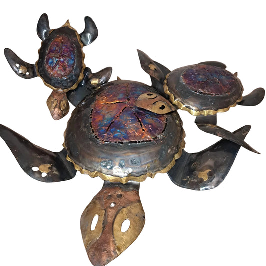 Cassiopea Gallery Tortugas Tornasol